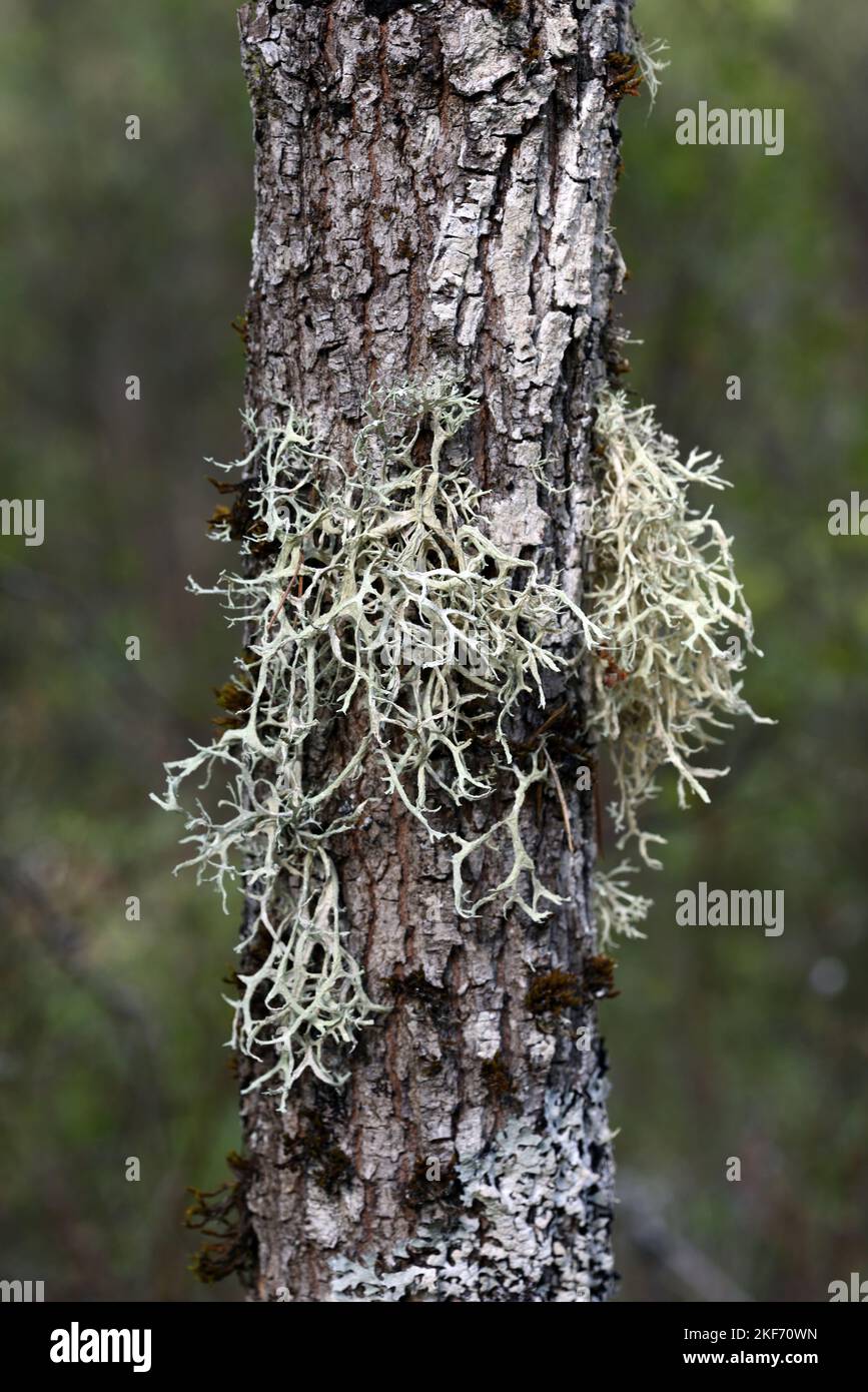 Renne comune Lichen, Cladonia portentosa, che cresce su Pino albero Foto Stock