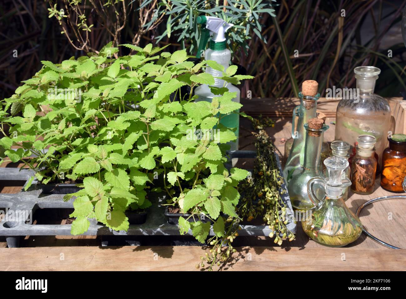 Piantine di nepa o di menta, Nepeta cataria, che cresce su serra Bench con bottiglie sperimentali in esperimento di biotecnologia a letto di pianta Foto Stock