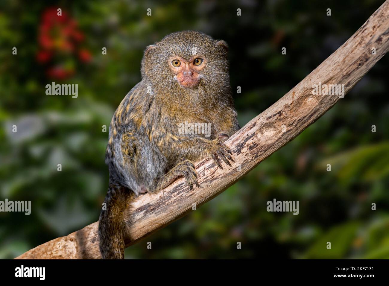 Marmoset pygmy occidentale (Cebuella pygmaea), scimmia del nuovo mondo originaria della foresta amazzonica nordoccidentale in Brasile, Colombia, Ecuador e Perù Foto Stock