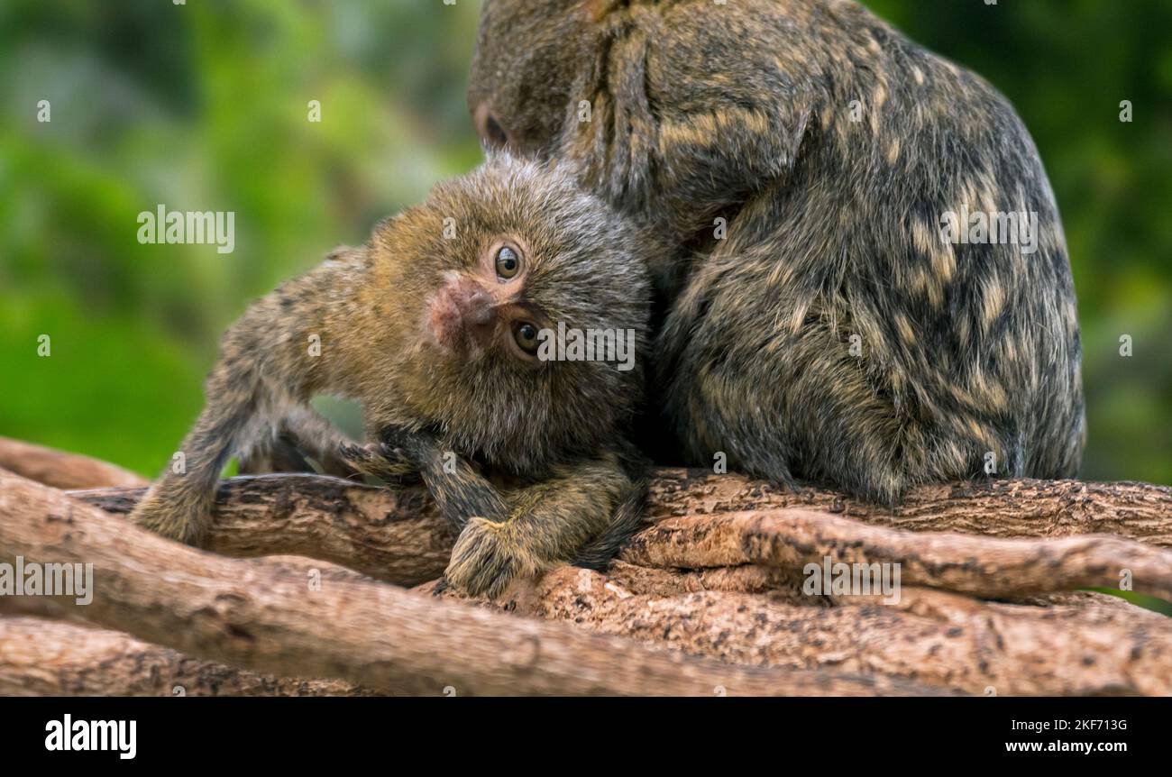 Marmoset pygmy (Cebuella pygmaea), membro del gruppo di governare e delousing, nativo della foresta pluviale nord-occidentale dell'Amazzonia in Brasile, Colombia, Ecuador e Perù Foto Stock