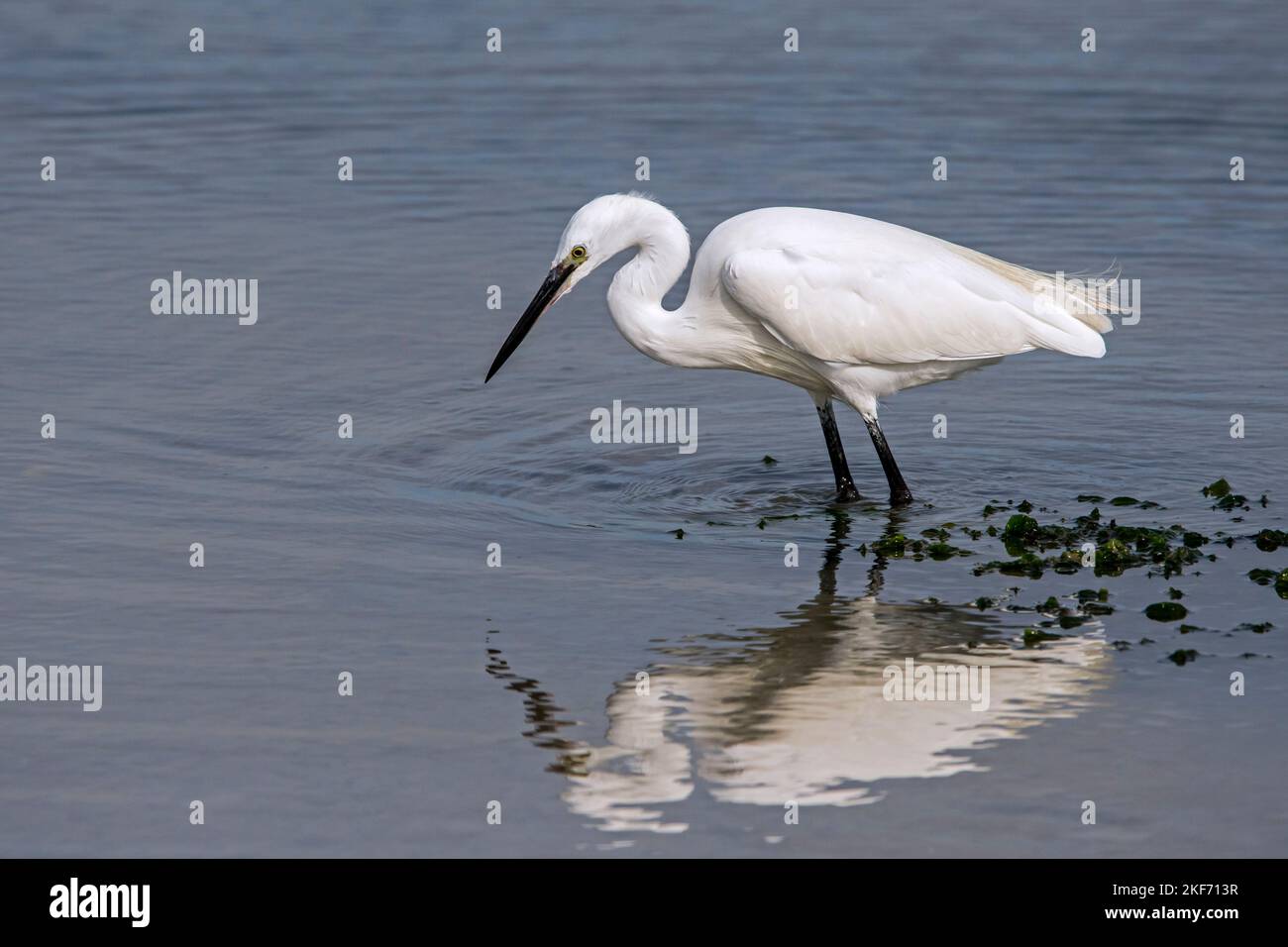 Piccola gretta (garzetta) adulto che foraging in acqua bassa di stagno a salpalude in inizio autunno Foto Stock