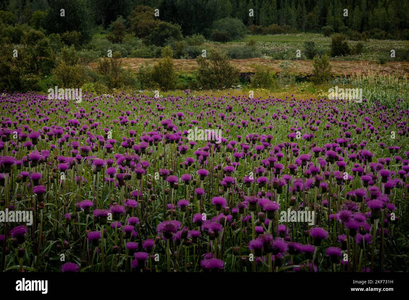 Prato selvaggio in Islanda, pieno di fiori di cardo viola fiorente. Foto Stock