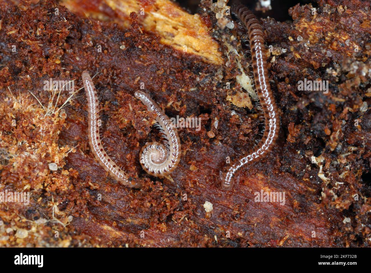 La millipedina del serpente è una specie di millipedo della famiglia dei Blaniulidae. Questo verme che vive nel suolo. Foto Stock