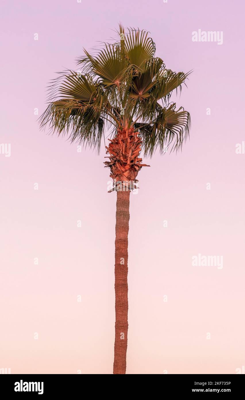 Lone palma al sole sedente lungo la strada di un centro commerciale a strisce sulla spiaggia Foto Stock