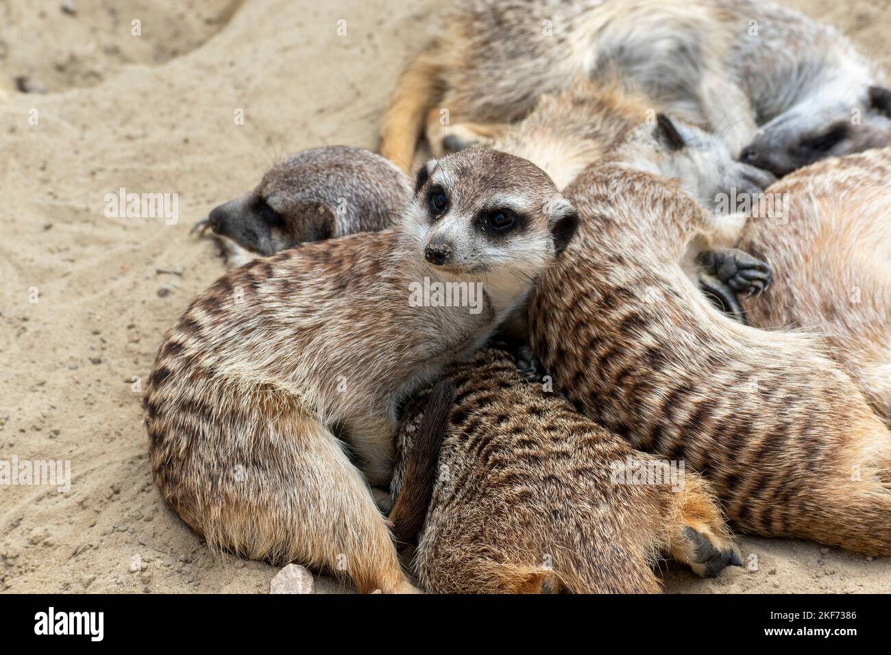 Un mucchio di adorabili meerkat o suricati che dormono nella sabbia del deserto l'uno sull'altro Foto Stock