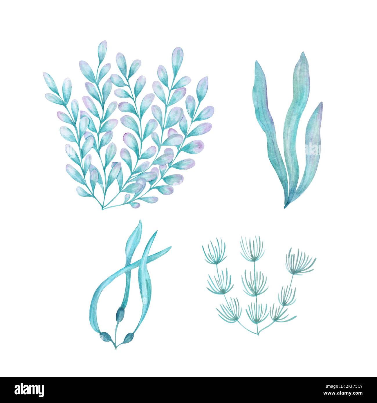 Acquerello illustrazione di un insieme di flora marina isolato su sfondo bianco. Stampa design poster tessuto decorazione biglietto d'auguri, carta da parati, tessuto Foto Stock