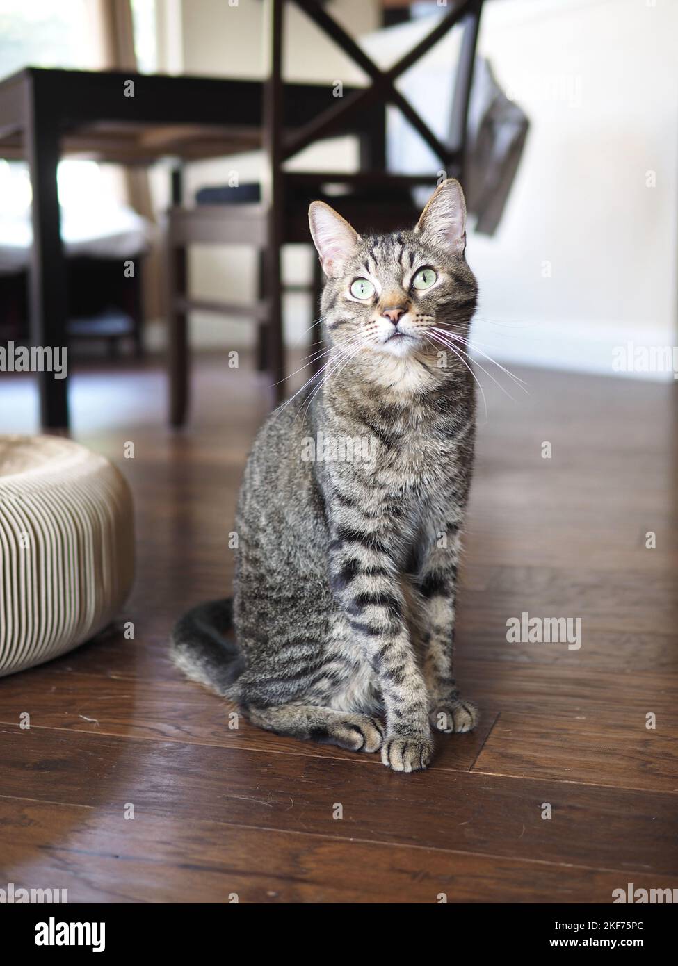 Morphy il tabby Foto Stock