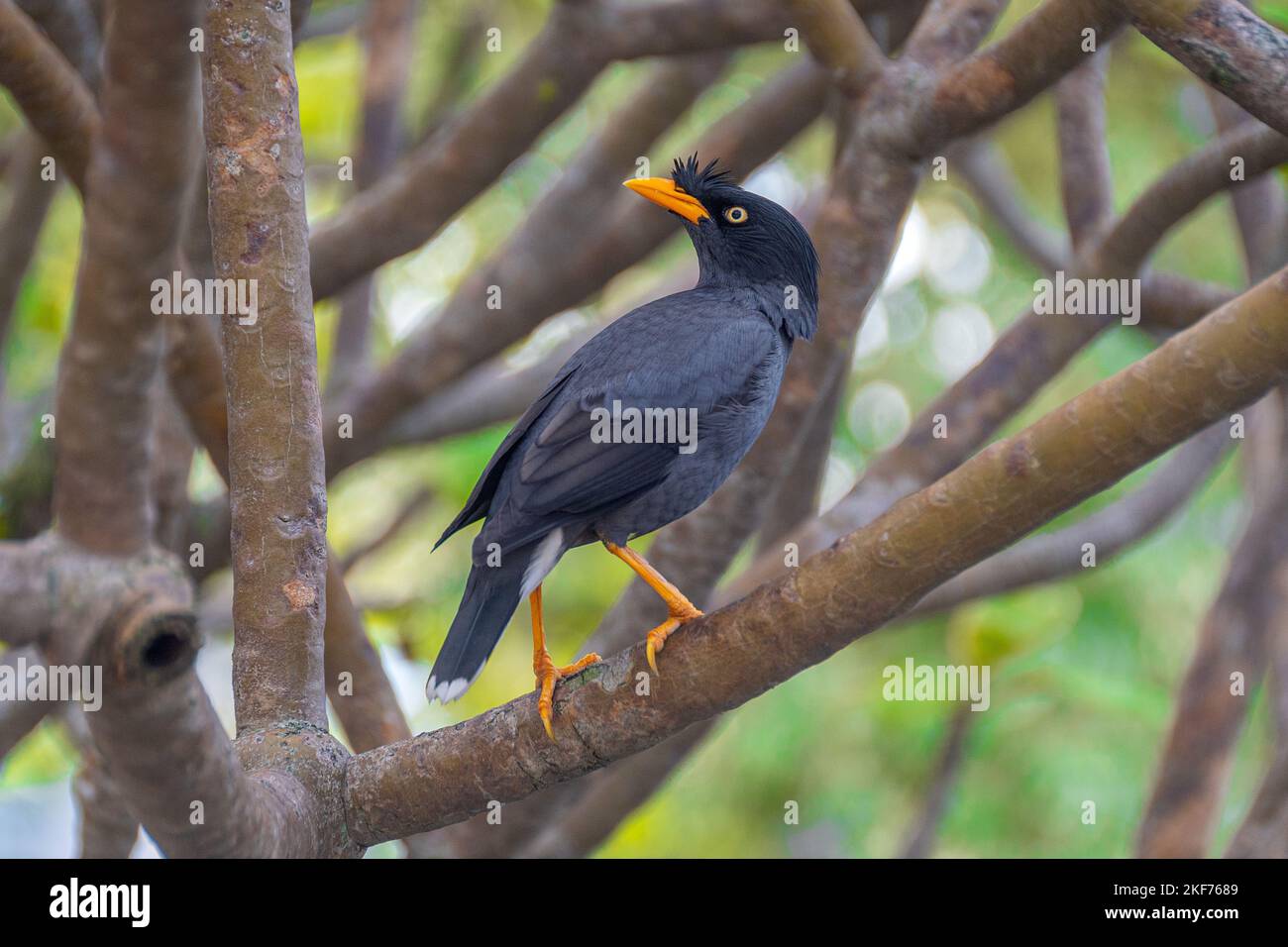 Javan Myna comune ma caratteristico uccello Foto Stock