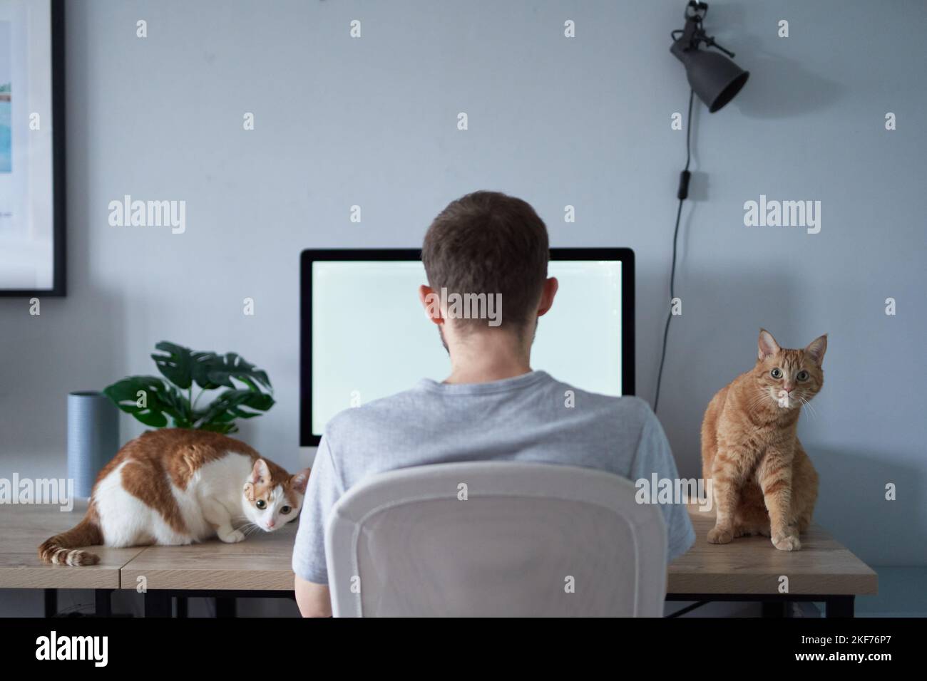 Giovane ingegnere grigio in t-shirt. Allegro caucasico maschio freelance sviluppatore di software seduto al posto di lavoro in casa ufficio difficilmente utilizzando il computer con due gatti tabby seduti su un tavolo Foto Stock