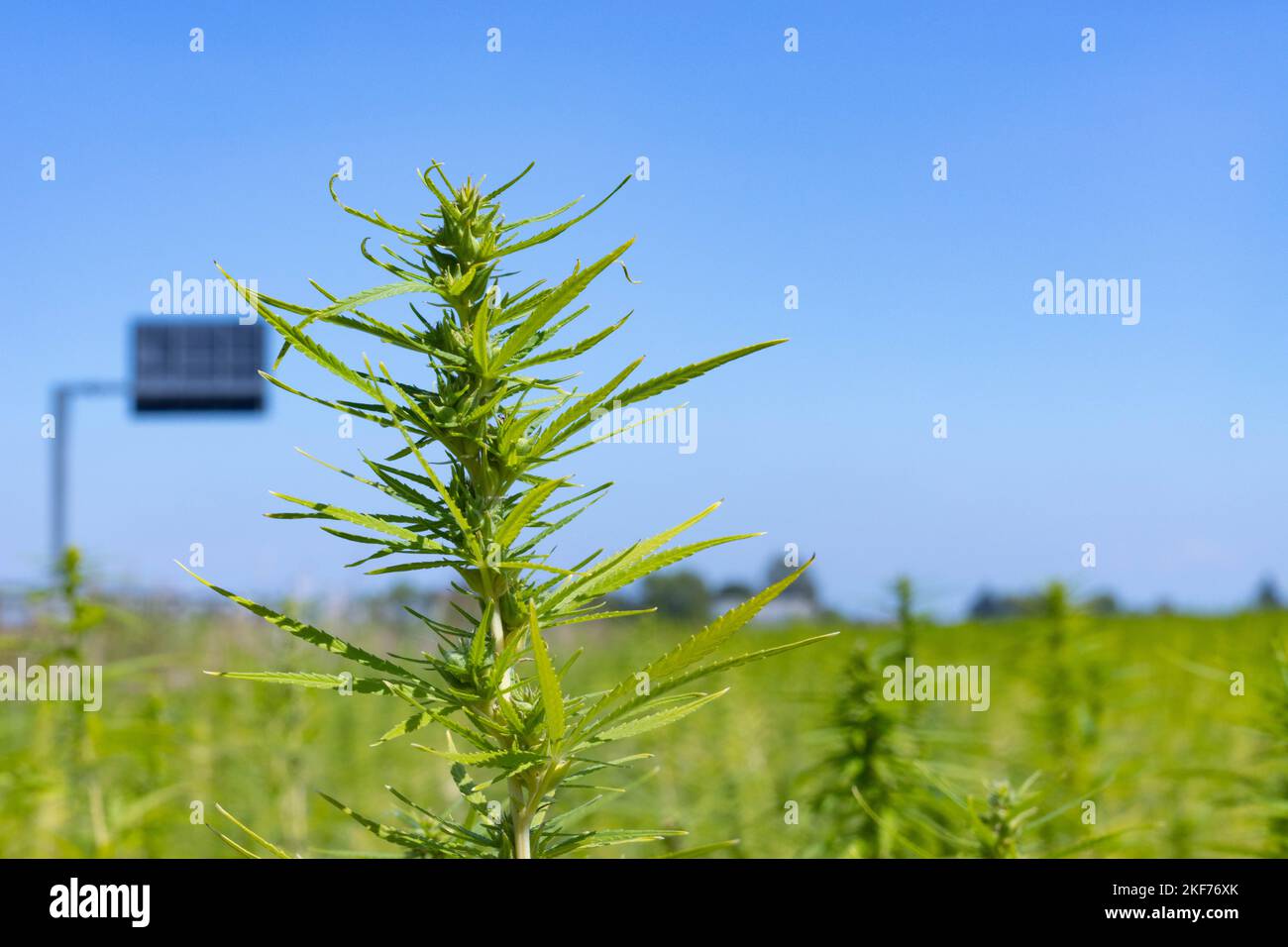 Marijuana industriale o piantagione di cannabis, Parma, Italia. Foto di alta qualità Foto Stock