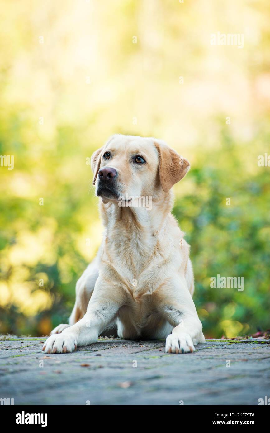 Labrador Retriever in un giardino Foto Stock