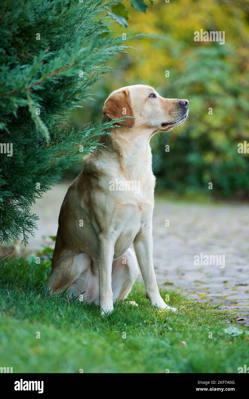 Labrador Retriever in un giardino Foto Stock