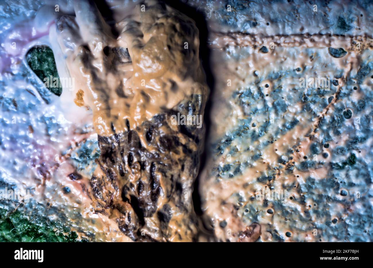 Fitopatologia - funghi muffati, batteri limici o biofilm, marciume, muco in congedo vegetale. Ultra macro Foto Stock