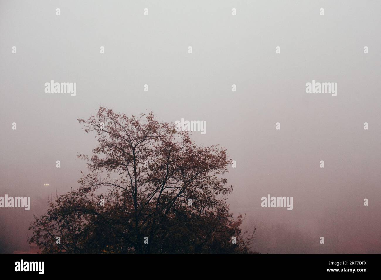 Silhouette di albero durante il tempo di nebbia Moody in autunno Foto Stock