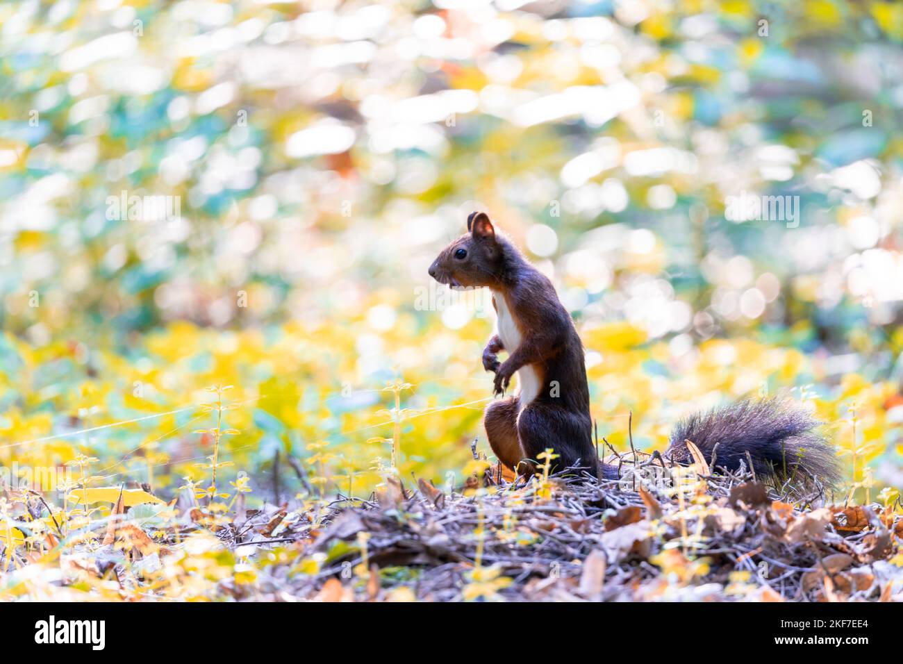 Scoiattolo alla ricerca di cibo in una foresta Foto Stock