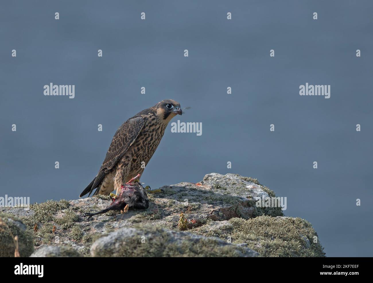 Immagine ritratto di un giovane falco pellegrino che mangia preda sulla costa della Cornovaglia. Foto Stock