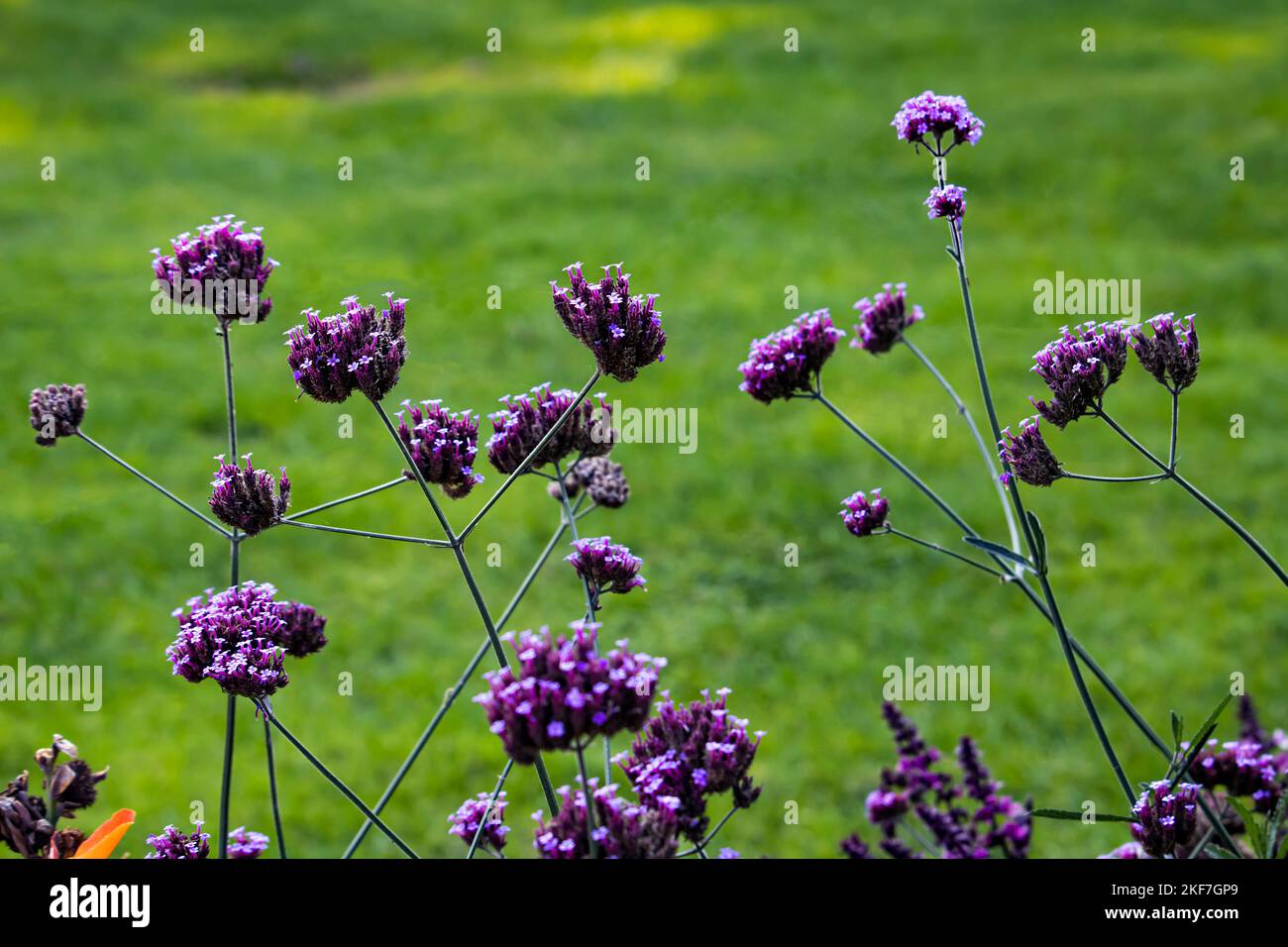 Verbena bonariensis Foto Stock