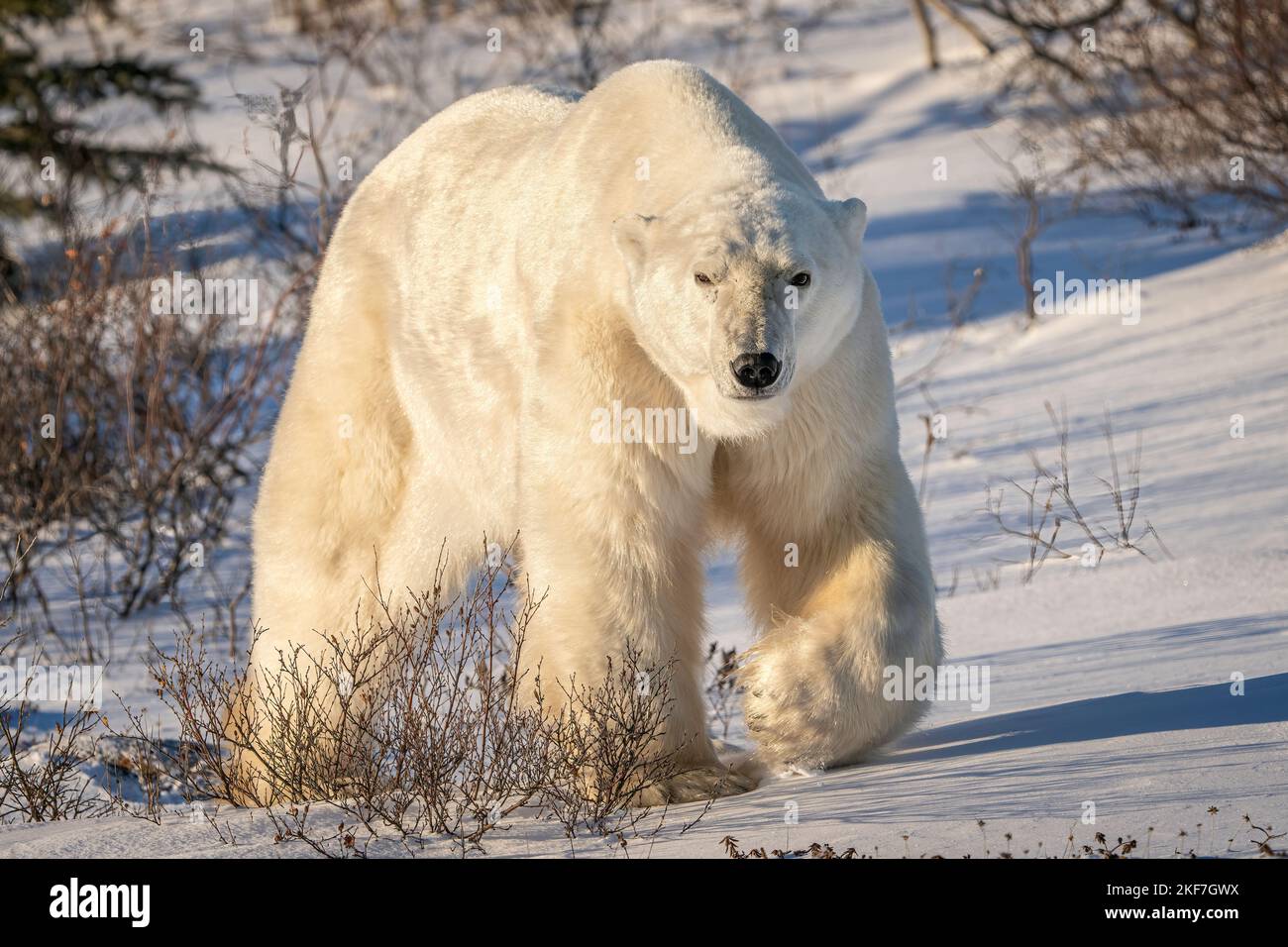 Orso polare Foto Stock