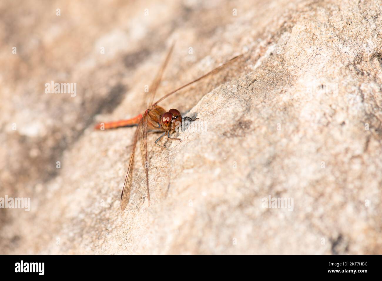 Libellula rossa, Neurothemis fluttuans è seduta su una pietra, Haff Reimich riserva naturale in Lussemburgo Foto Stock