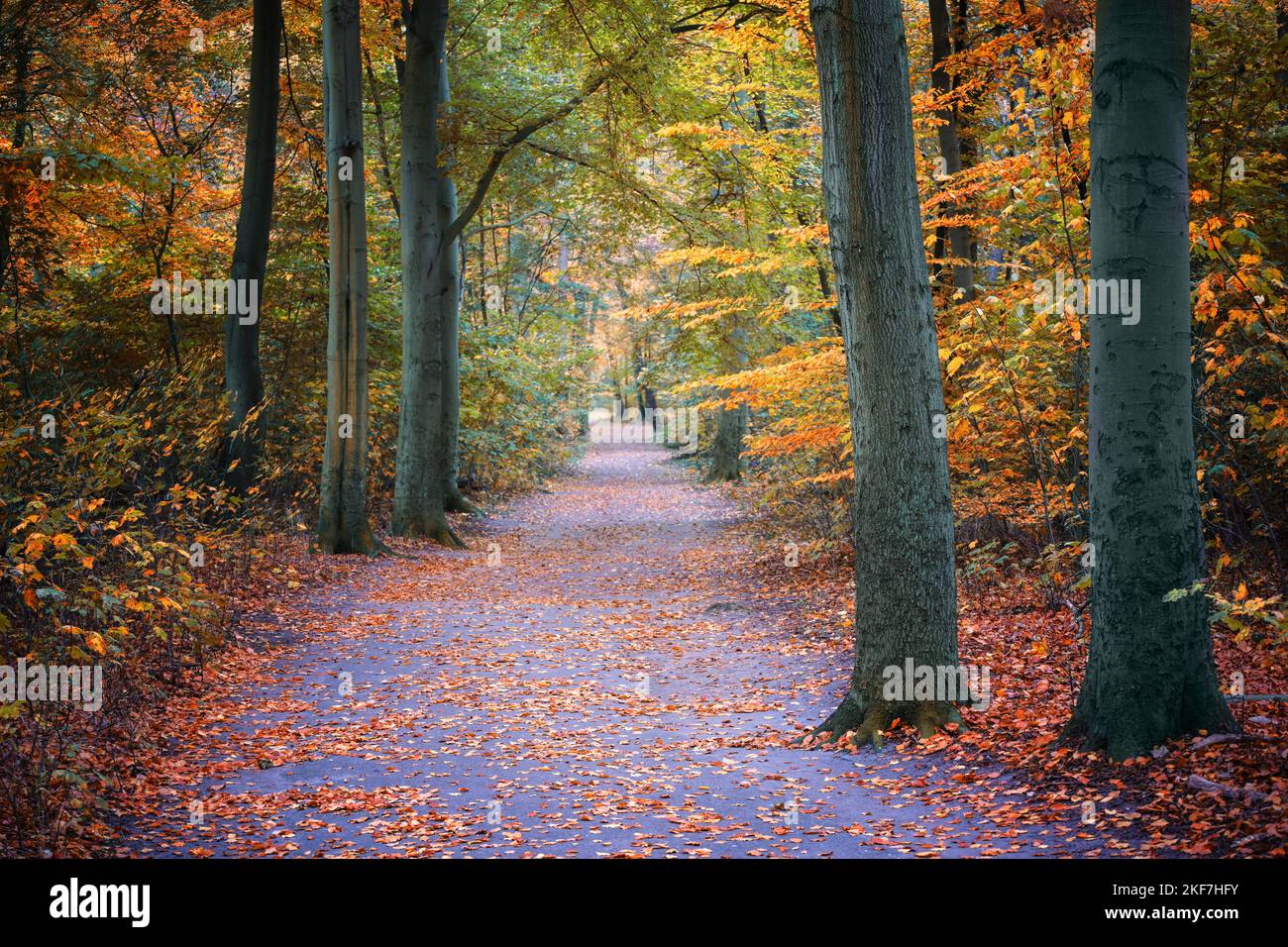 Sentiero attraverso una foresta autunnale con foglie rosse e dorate, spazio copia, focus selezionato Foto Stock