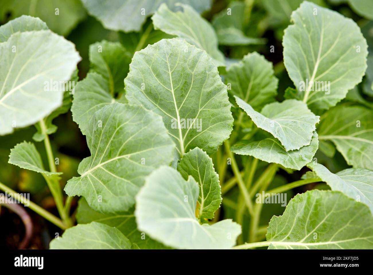 Cavolo biologico fresco che cresce all'aperto in un giardino di erbe con profondità di campo poco profonda Foto Stock