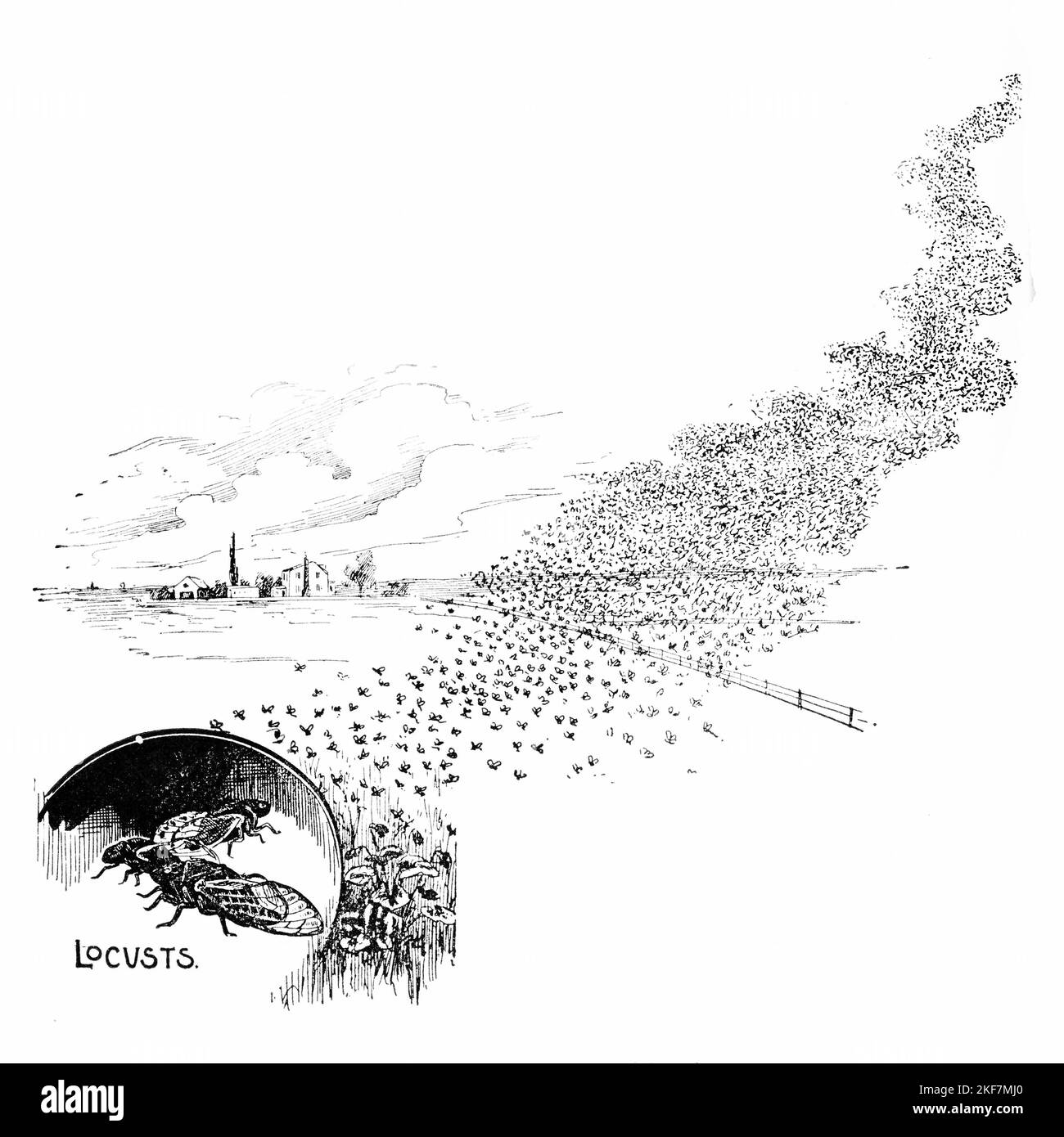 Incisione di una piaga di locuste che prendono il volo Foto Stock
