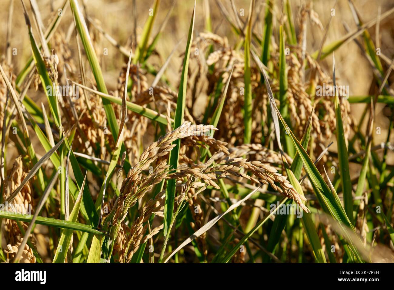 Primo piano di raccolto di riso e grano di riso. Agricoltura industriale e agricoltura. Processo di raccolta del raccolto di riso maturo dal campo. Risone raccogliendo Foto Stock