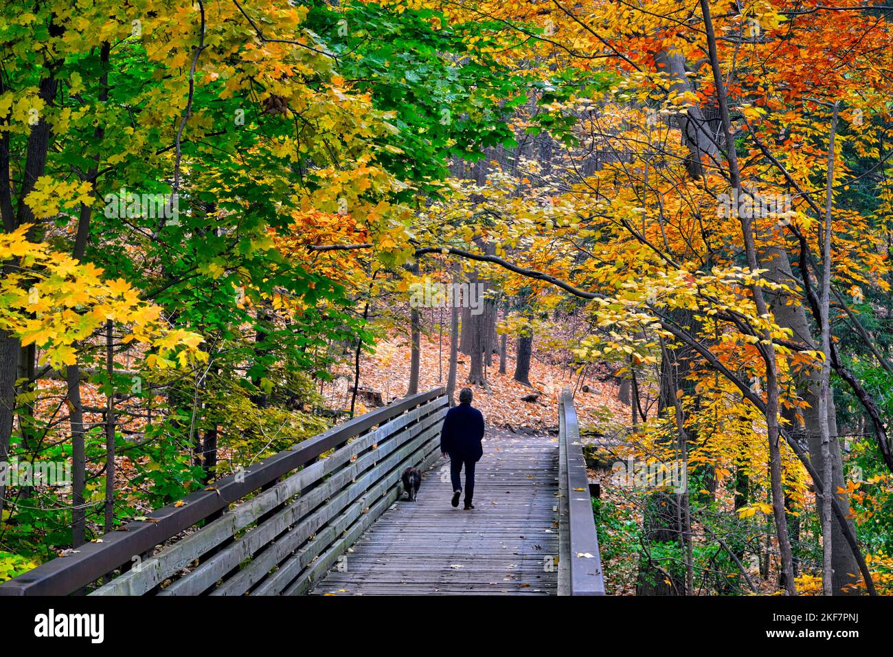 Un uomo che cammina sul ponte in autunno con un cane Foto Stock