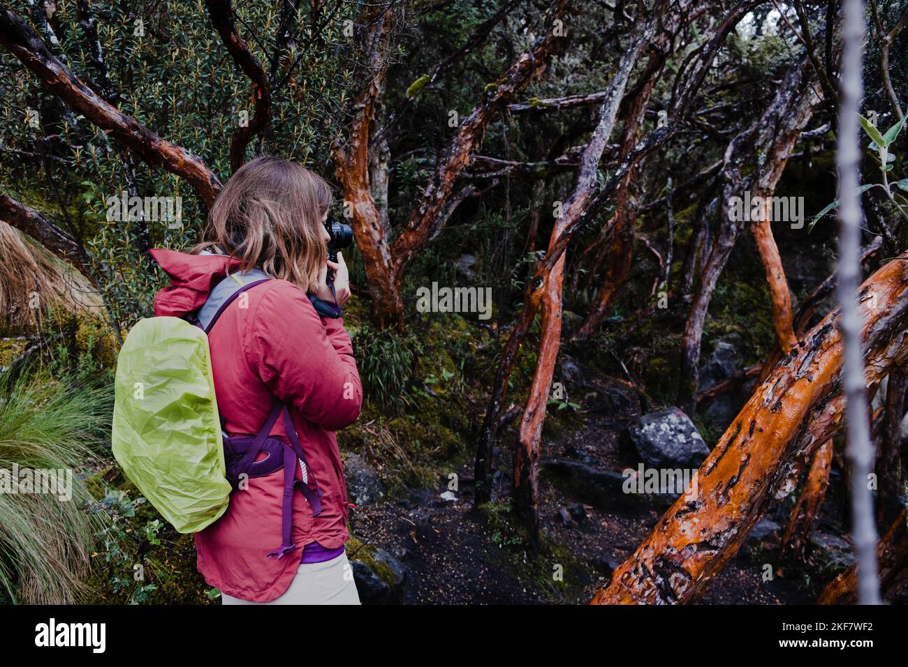 Una fotografa femminile che fotografa una foresta di alberi di carta endemica degli altopiani delle Ande tropicali. Parco Nazionale di Cajas, Ecuador. Foto Stock