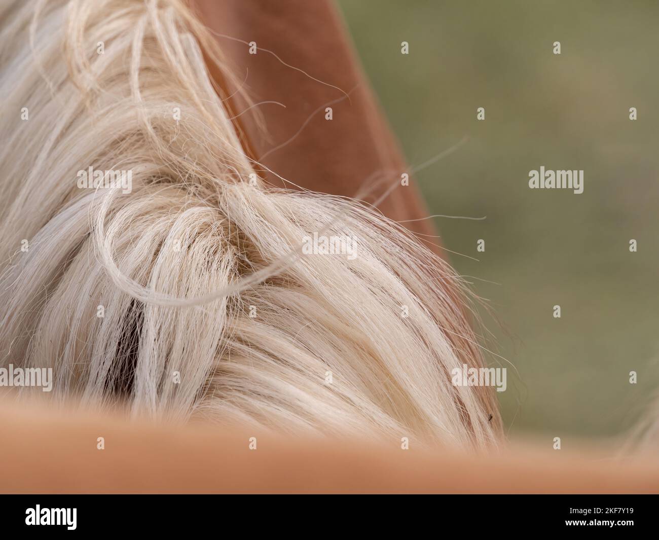 Un closeup di manie a cavallo in turingia in estate Foto Stock