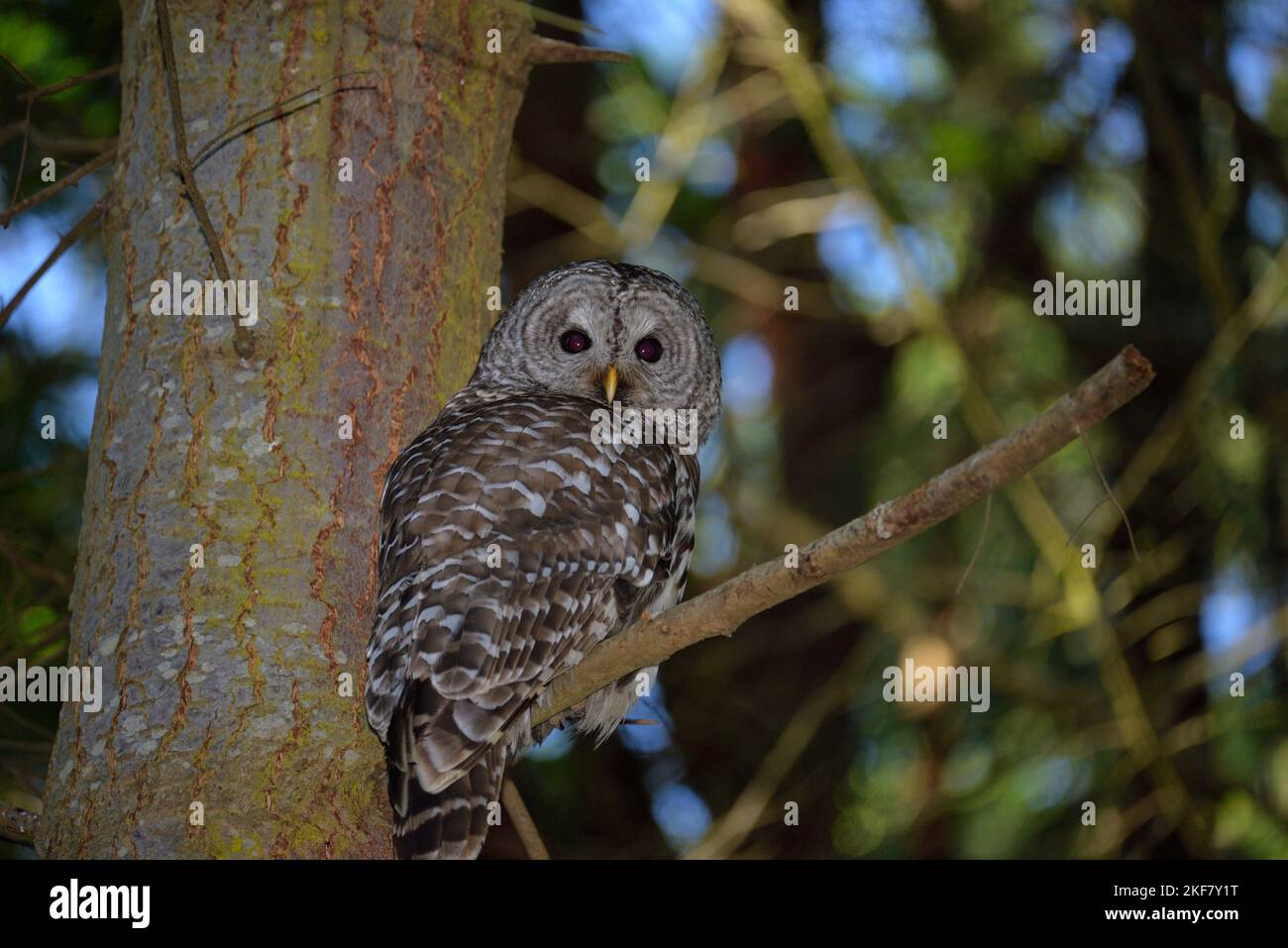 Barred Owl eyeing intruso Foto Stock