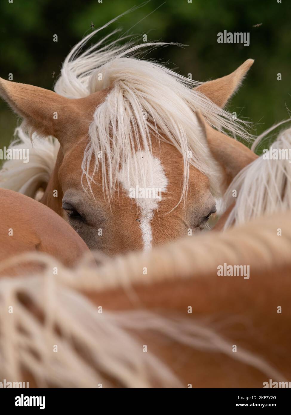 Un closeup di manie a cavallo in turingia in estate Foto Stock