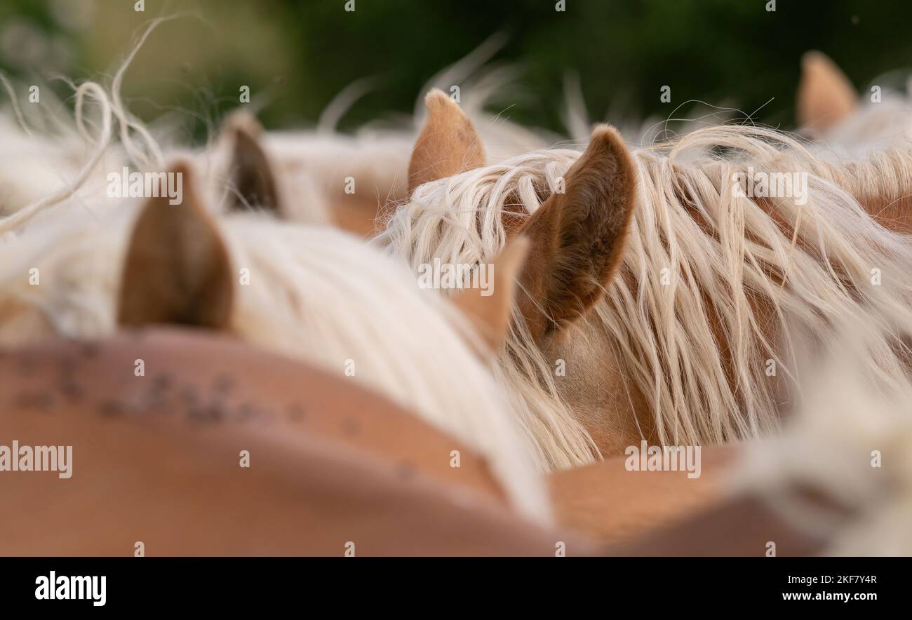 Un closeup di manie a cavallo in turingia in estate Foto Stock