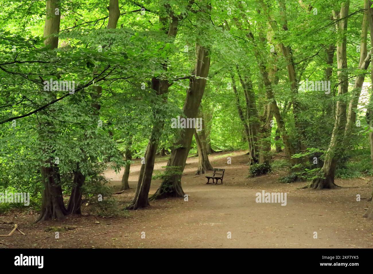 parth Throgh Urban Woodland Highgate Wood; Haringey, Londra, Regno Unito, Maggio Foto Stock