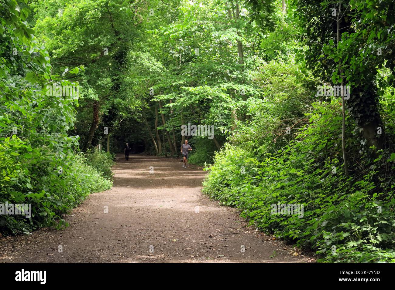 Vista lungo la linea ferroviaria riposta con pareggiatore e camminatore Parkland Walk, Haringey, North London, UK Maggio Foto Stock