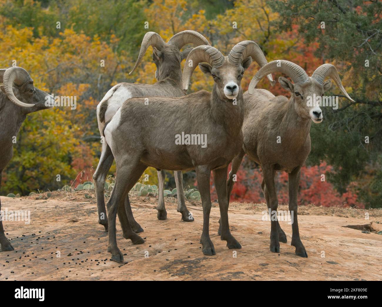 Deserto di pecora Bighorn (Ovis canadensis nelsoni) Rams in autunno, Zion National Park, Utah Foto Stock