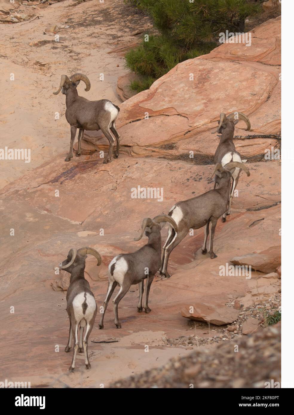 Desert Bighorn Sheep (Ovis canadensis nelsoni) Rams in gruppo autunnale, Zion National Park, Utah Foto Stock