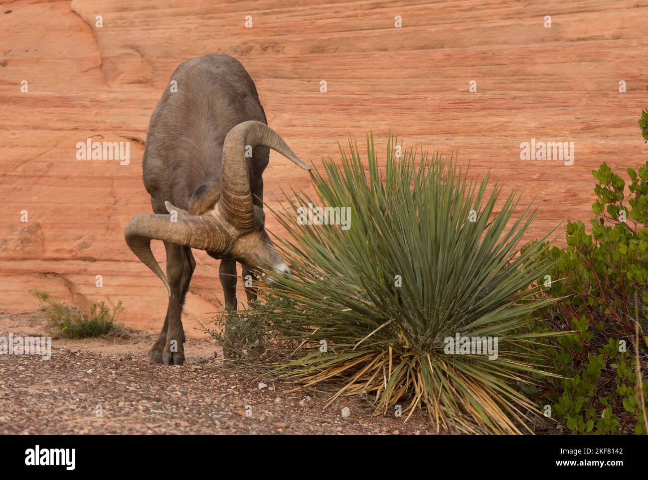 Deserto Bighorn Sheep (Ovis canadensis nelsoni) alimentazione RAM in arbusto, Zion National Park, Utah Foto Stock