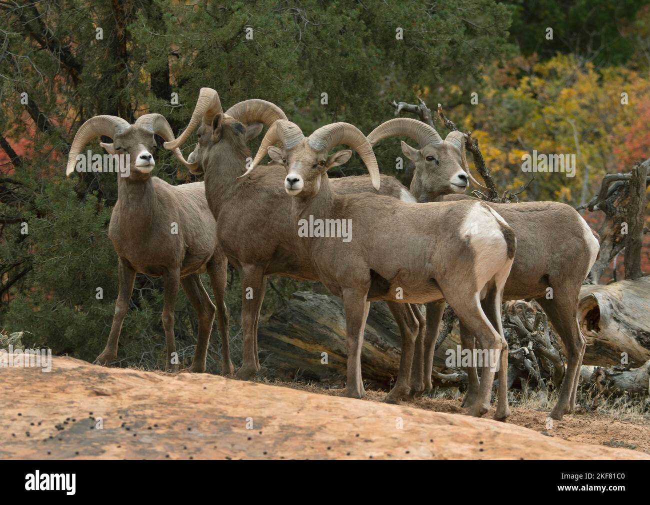 Desert Bighorn Sheep (Ovis canadensis nelsoni) RAM group in autunno, Zion National Park, Utah Foto Stock
