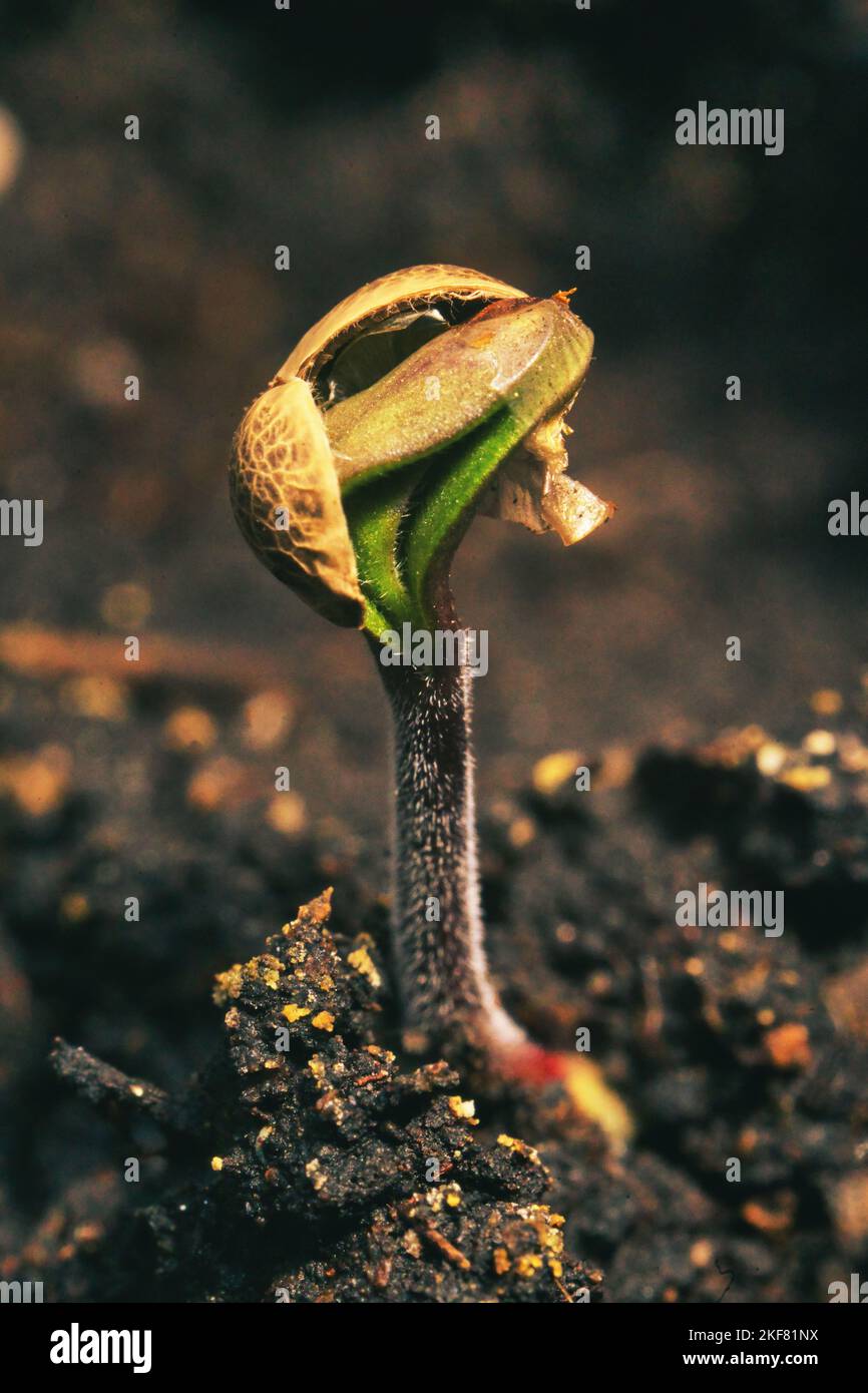 piantagione di cannabis, germinazione di canapa, la marihuana si rompe dal suolo, germinazione di semi hanf Foto Stock