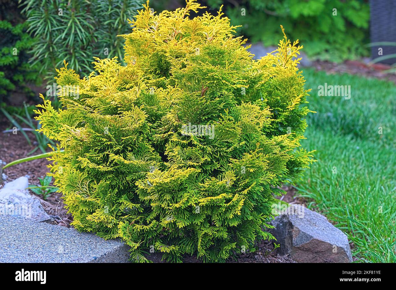 Chamaecyparis ottusa 'Nan Luted' Dark Golden Nano Hinoki Cypress. B. C., Canada. Foto Stock