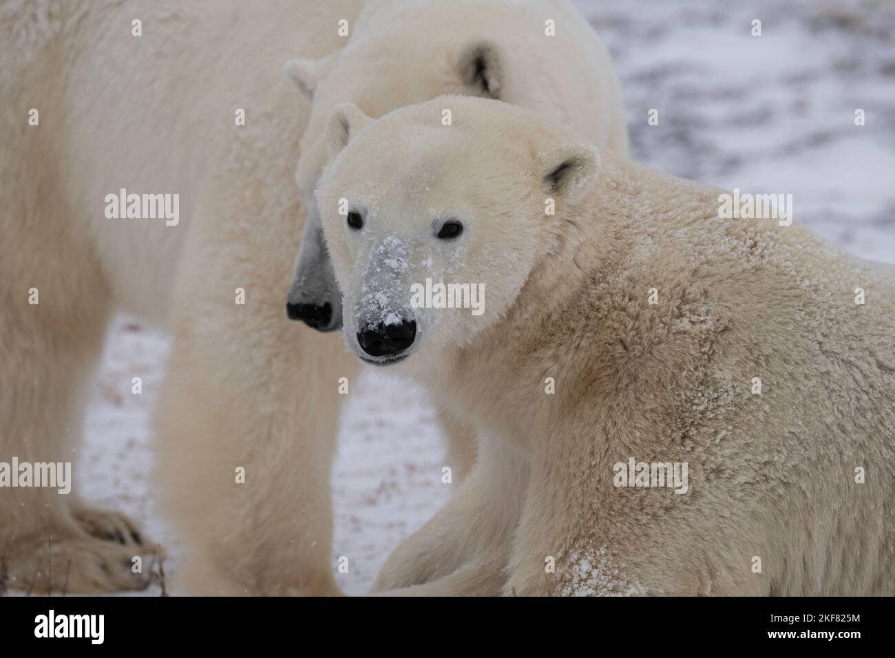 Orsi polari a Churchill Foto Stock