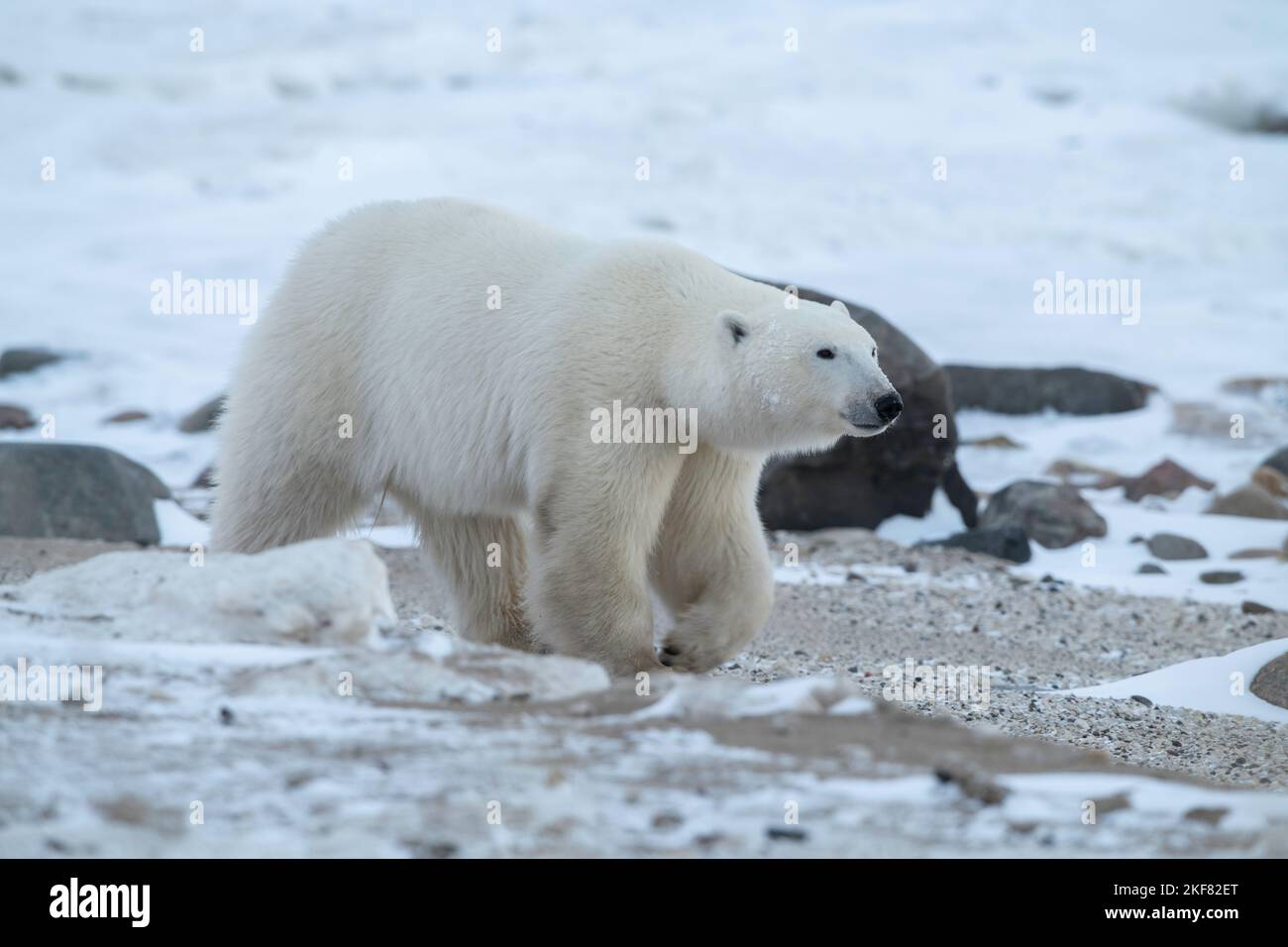 Orsi polari a Churchill Foto Stock