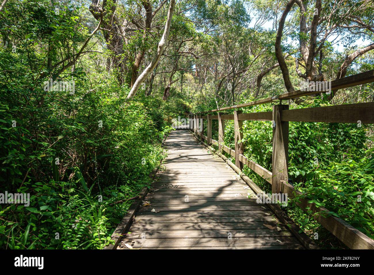 Alberi su entrambi i lati del percorso a piedi Bradleys Head nel Sydney Harbour National Park, Australia Foto Stock