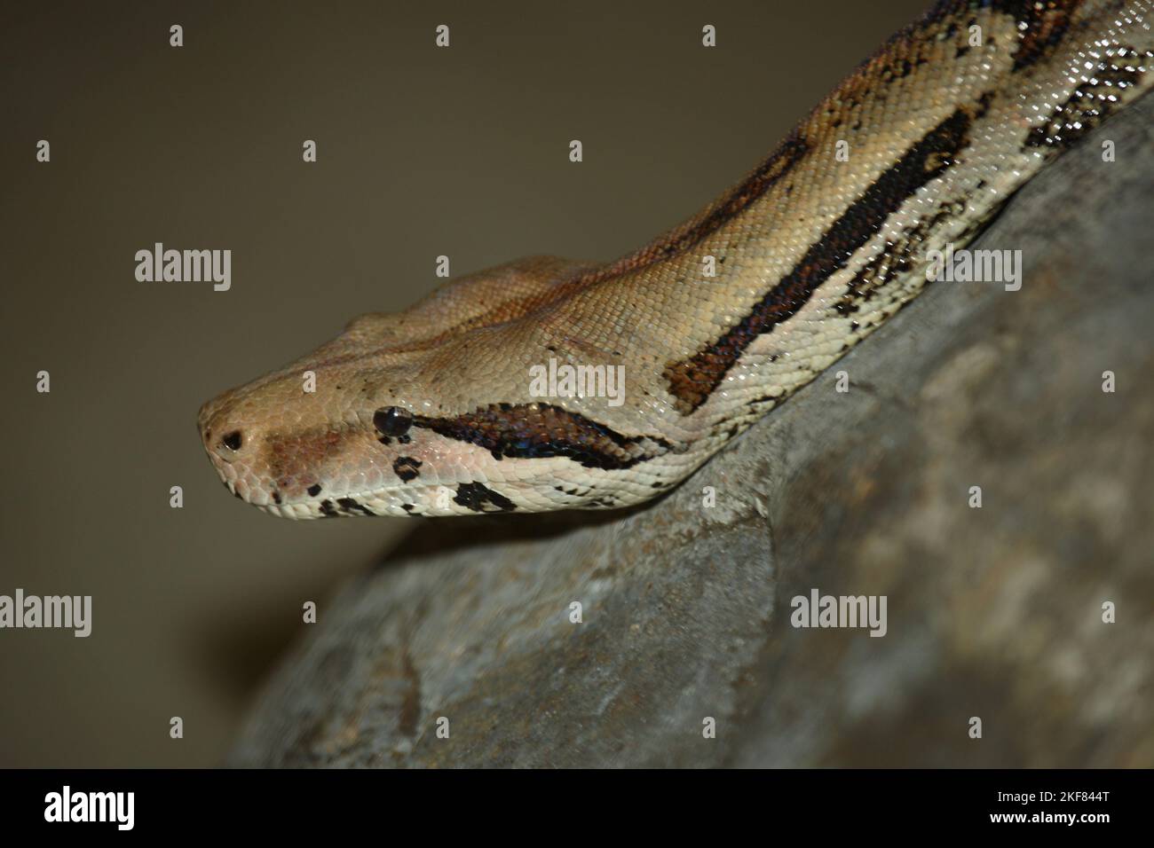 Dunkler Tigerpython / Python birmano / Python molurus bivittatus Foto Stock