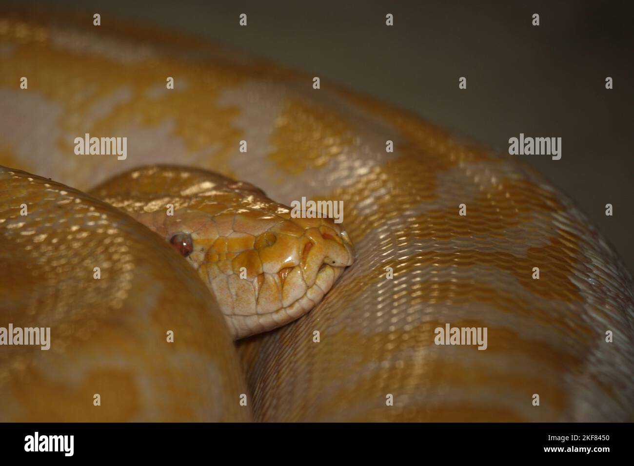 Dunkler Tigerpython / Python birmano / Python molurus bivittatus Foto Stock