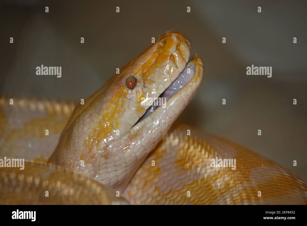 Dunkler Tigerpython / Python birmano / Python molurus bivittatus Foto Stock