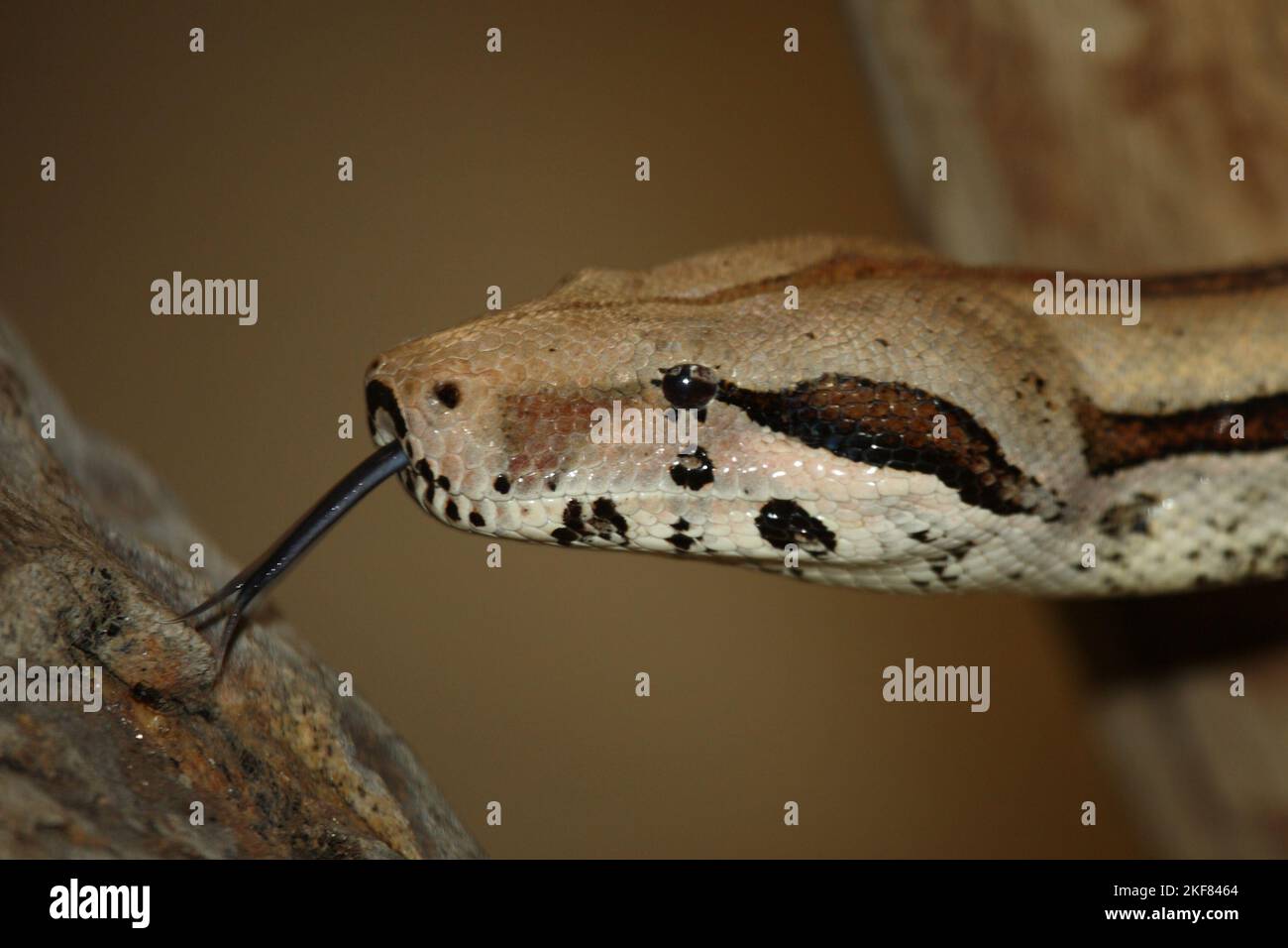 Dunkler Tigerpython / Python birmano / Python molurus bivittatus Foto Stock