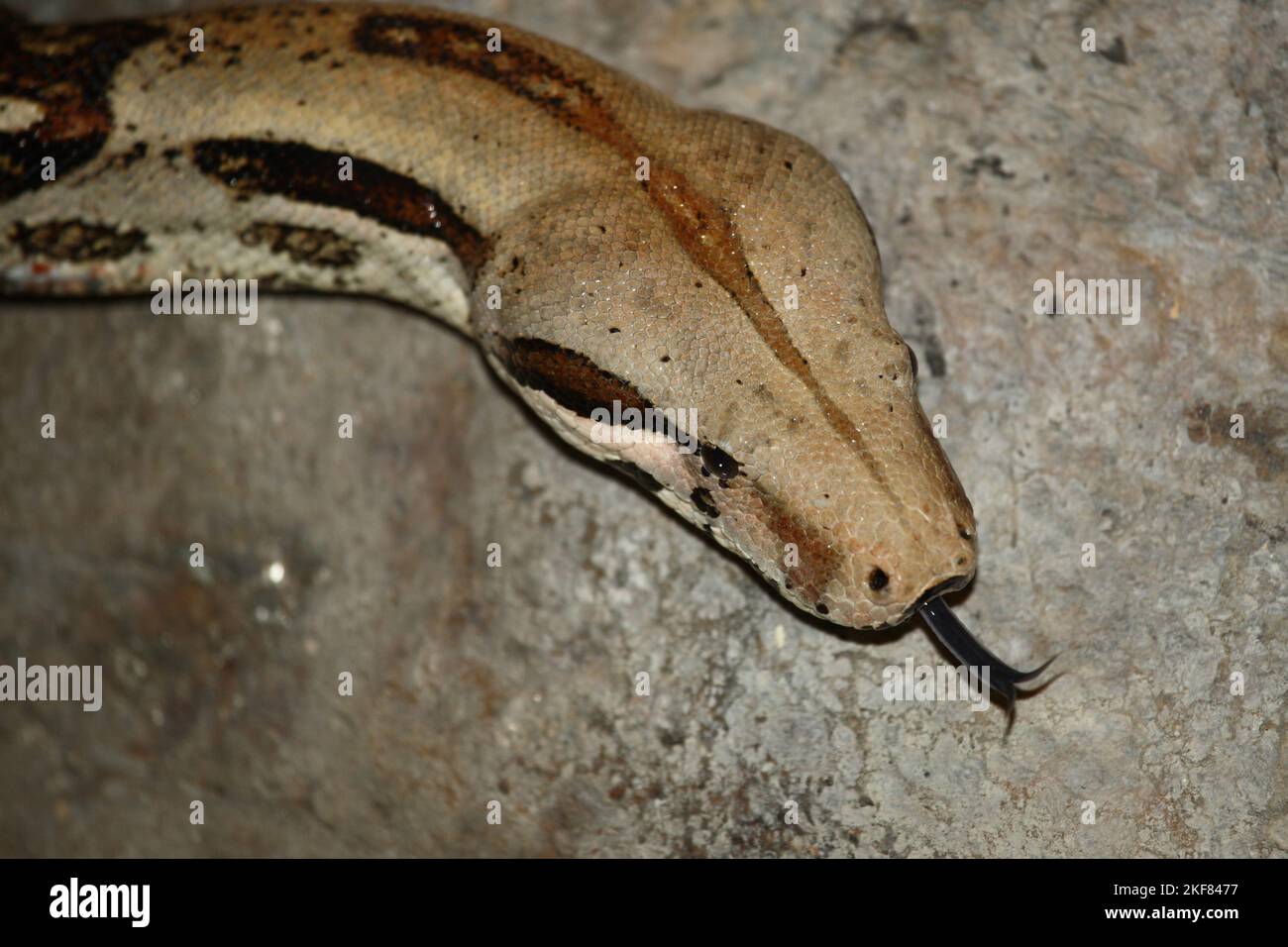 Dunkler Tigerpython / Python birmano / Python molurus bivittatus Foto Stock