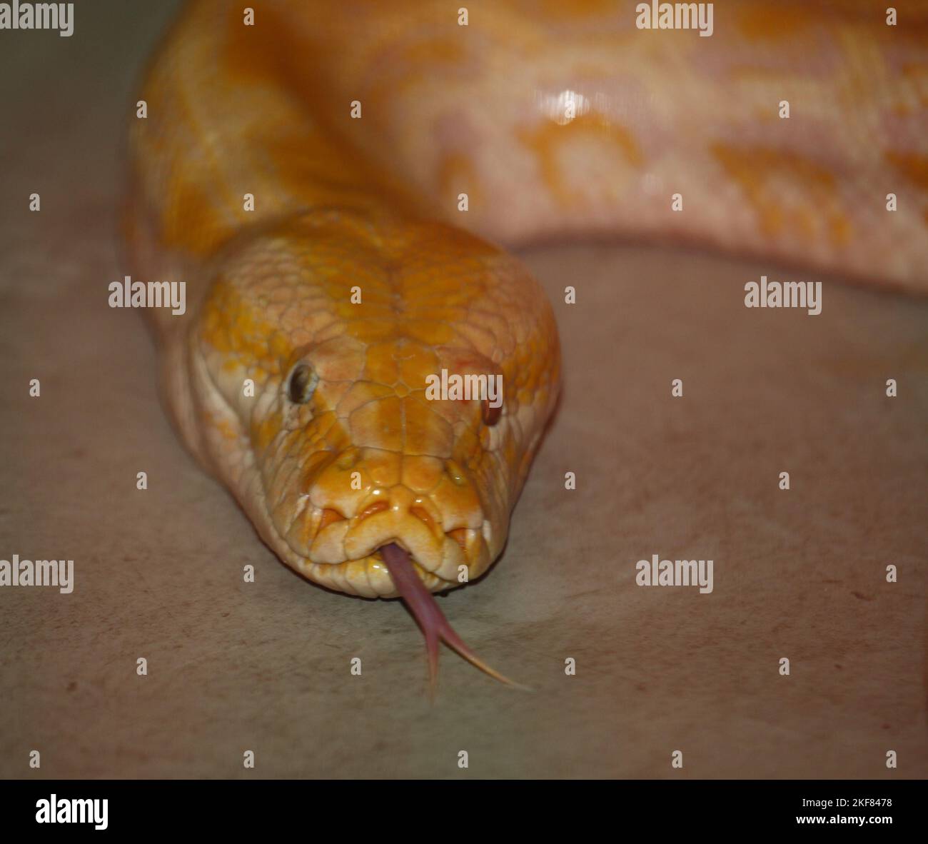 Dunkler Tigerpython / Python birmano / Python molurus bivittatus Foto Stock